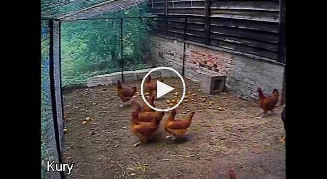 Un renard s’approche d’un poulailler, mais il ne s’attendait pas à ça !