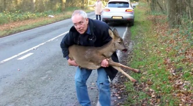 Cet homme ramasse une pauvre biche blessée sur le bord de la route, puis il la regarde de plus près et réalise ça!