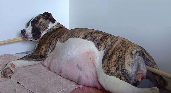 Cette maman enceinte cache un énorme secret dans son ventre. Quand elle met au monde son premier bébé? C’EST HALLUCINANT!