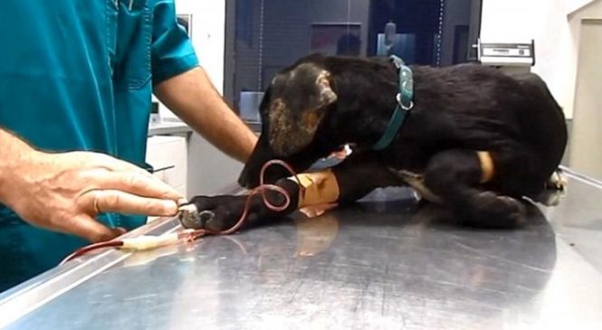 Un véto tombe sur un chien qui supplie de l’aider, quand il regarde sous ses oreilles, c’est le choc!