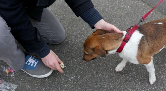 Trois mois de prison avec sursis pour avoir foutu des coups de pied et de poings à son chien