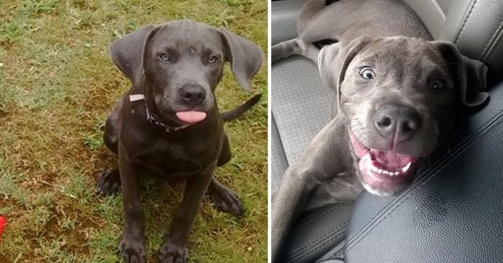 “À cette salope sans coeur”: cette femme n’a absolument pas approuvé ce que cette dame a fait à son chien. Bravo!