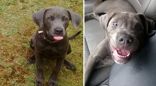 “À cette salope sans coeur”: cette femme n’a absolument pas approuvé ce que cette dame a fait à son chien. Bravo!