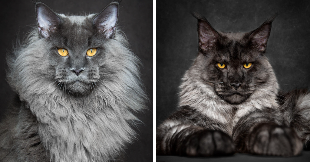Un photographe capte la beauté majestueuse des Maine coons