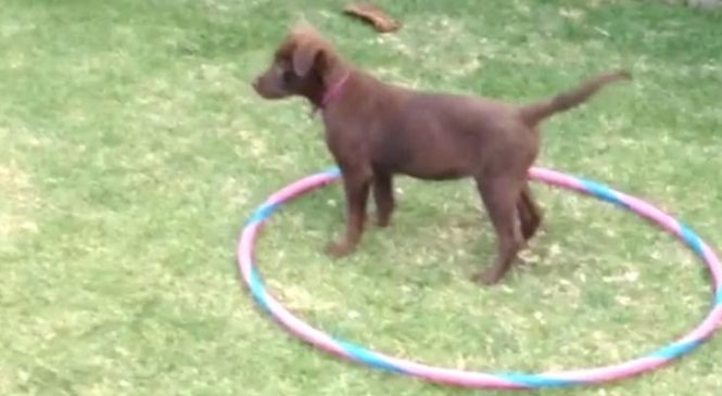 Ce chiot essaye d’apprendre par lui-même le Hula Hoop. Le coeur de millions d’internautes a fondu pour ce chien!