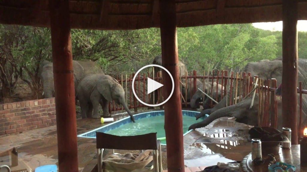Des éléphants sont venus boire dans leur piscine !