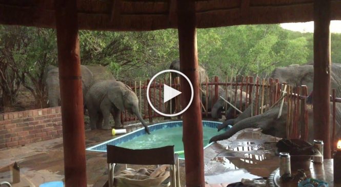 Des éléphants sont venus boire dans leur piscine !