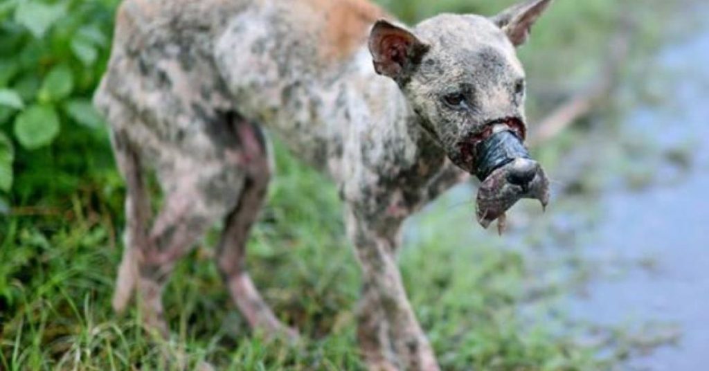 Ce chien est sauvagement torturé. Lorsque le scotch est retiré, son sauveteur a le cœur brisé.