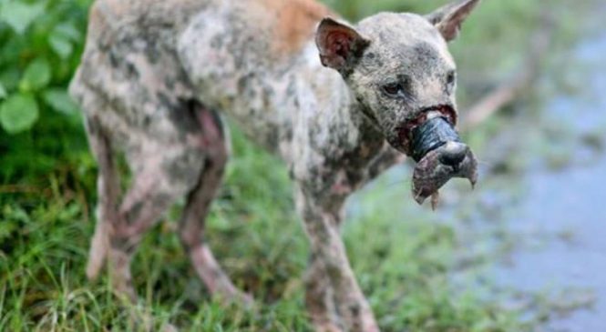 Ce chien est sauvagement torturé. Lorsque le scotch est retiré, son sauveteur a le cœur brisé.