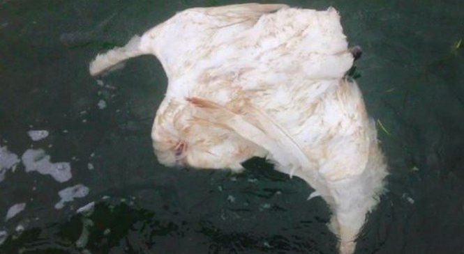 Scène D’horreur en France : 13 Cygnes Retrouvés Égorgés Non Loin D’une Base Nautique