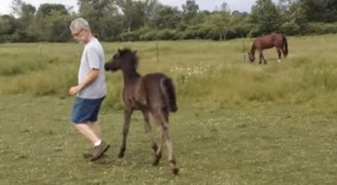 Cet Homme Refuse De Faire Des Caresses Au Poulain : Cette Erreur Lui Coûtera Très Cher … Quel Caractère!