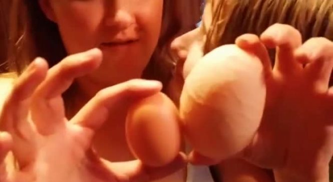 Sa poule pond un œuf gigantesque mais quand elle le casse elle a une grosse surprise !