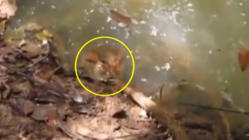 Taquiner un anaconda avec un bâton est une très mauvaise idée