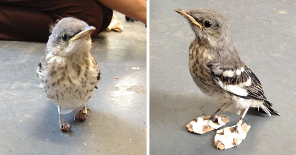 Un petit oiseau blessé reçoit des raquettes et se rétablit