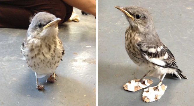 Un petit oiseau blessé reçoit des raquettes et se rétablit