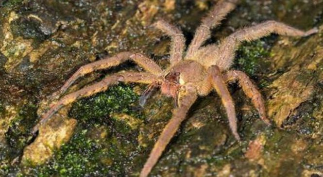 La Piqûre De Cette Araignée Est Capable De Déclencher Une Érection D’une Durée De 4 Heures