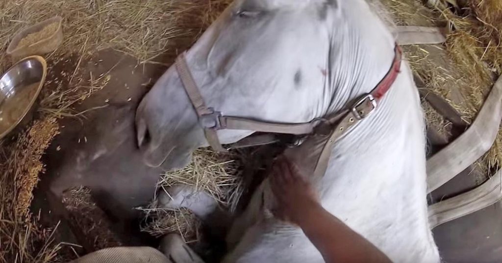 Un fermier supplie sa jument de ne pas mourir. Regardez bien ce qu’elle va faire avec sa patte.