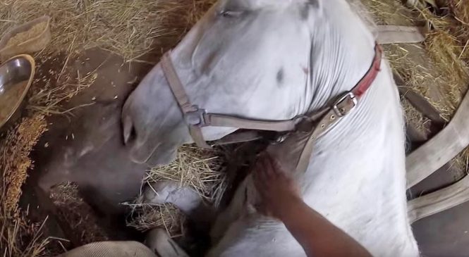 Un fermier supplie sa jument de ne pas mourir. Regardez bien ce qu’elle va faire avec sa patte.