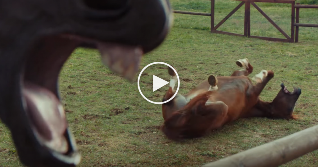 Des chevaux filmés en plein fou rire !!!