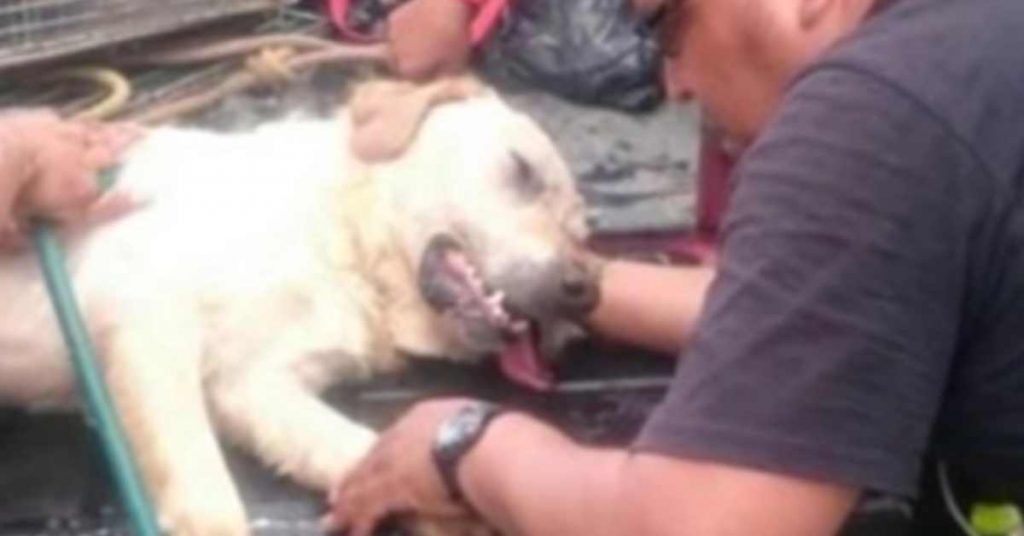 Ce chien de sauvetage tombe raide mort. Vous aurez les larmes aux yeux en découvrant pourquoi !