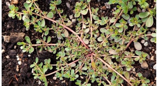 Vous n’arracherez plus cette herbe de votre cour après avoir lu ceci