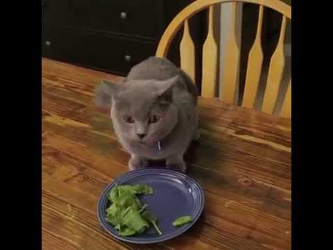 Le chat dévore l’assiette de son maître … Attendez de voir sa réaction quand ce dernier arrive :)