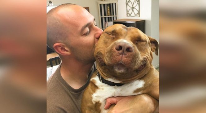 Son Pitbull est mort. Trois mois plus tard, lorsqu’elle voit cette bouille sur Internet, elle part en trombe au refuge.