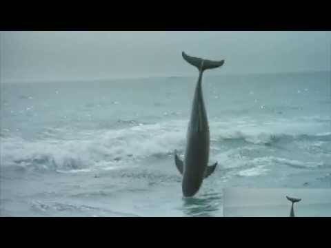 Un dauphin fait un bisou à chien dans un bateau sous la surprise des 2 hommes. Ne loupez pas cette scène magnifique!