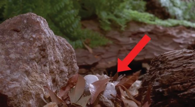 Ils Mettent Des Caméras Dans Une Forêt Et Filment Un Phénomène ENCHANTEUR