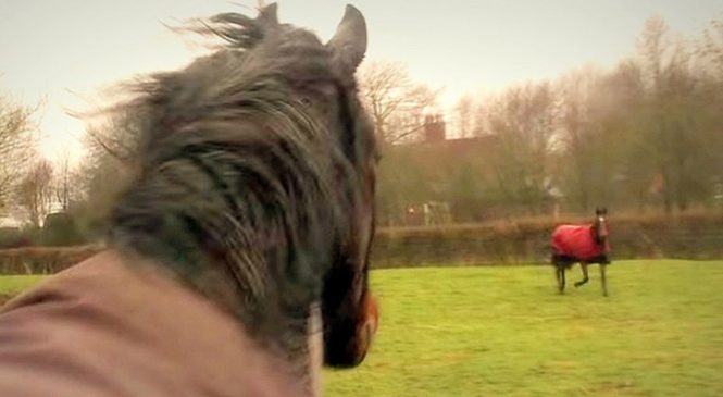 Ces Chevaux Ont été Séparés Pendant 4 Ans: Voilà Ce Qui Se Passe Quand Ils Se Retrouvent