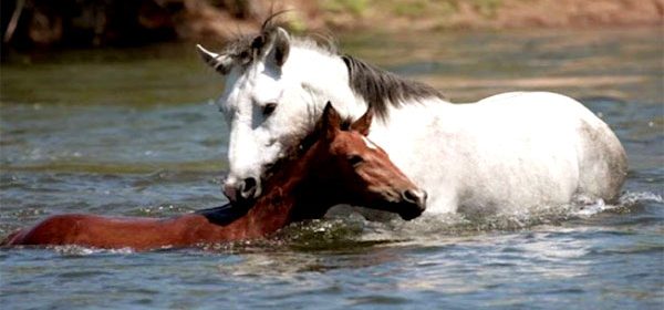 Le chef de meute des chevaux sauvages sauve un petit de la noyade… Attendez de voir !