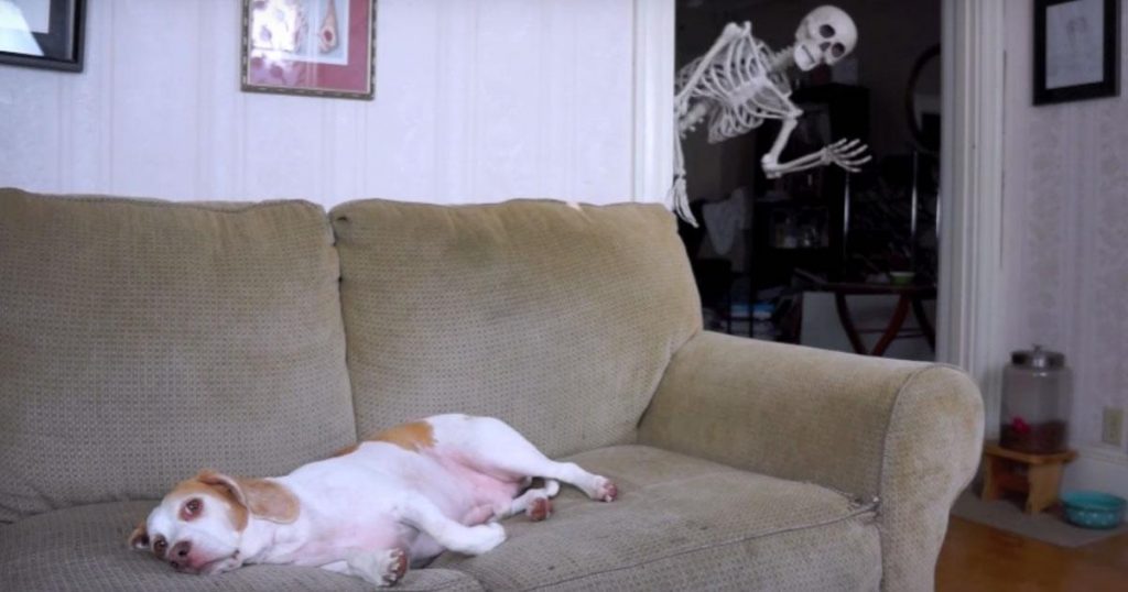 Un chien est installé sur un canapé puis un squelette arrive derrière lui, regardez bien sa réaction!
