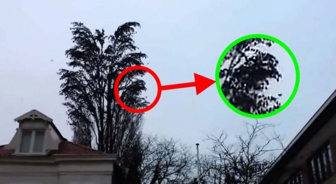 Il a filmé un arbre qui bougeait d’une façon étrange, mais ne s’attendait pas à voir ça!