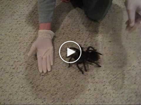 Cette araignée est tellement grosse qu’elle fait du bruit quand elle se déplace!