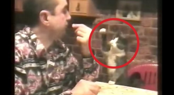 Cet Homme Est Malentendant Mais Observez Bien Comment Son Chat Communique Avec Lui. Magique!