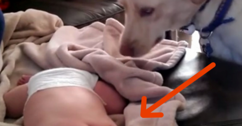 La caméra capte en secret ce que l’animal fait pendant que l’enfant fait dodo. À 0:04, mon coeur a fondu!
