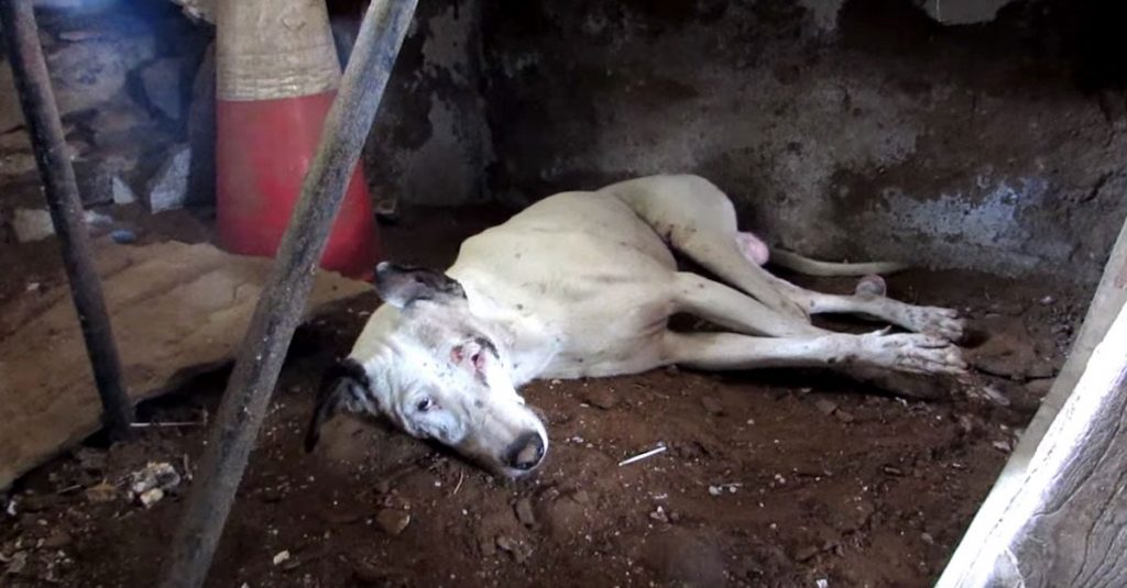 Ils retrouvent un chien brisé sur le point de mourir, mais sa nouvelle famille refuse de perdre espoir