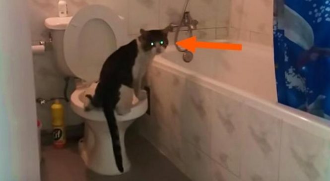 Une femme adopte un chat qu’elle trouve dans la rue, mais quand elle le trouve aux toilettes, elle n’arrive pas à y croire!