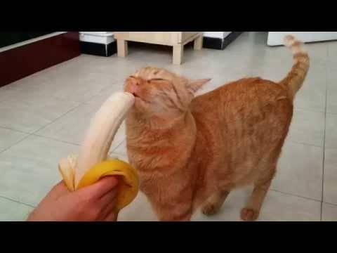 Il donne une banane à son chat, mais ce qu’il se produit ensuite est TROP DRÔLE!