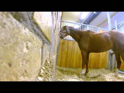 Il a mis une caméra pour filmer son cheval ; mais ce qu’il a filmé est une surprise totale!