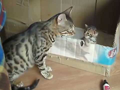 Regardez bien comment cette chatte Bengal va réagir quand elle voit son chaton : Moment incroyable et rare !