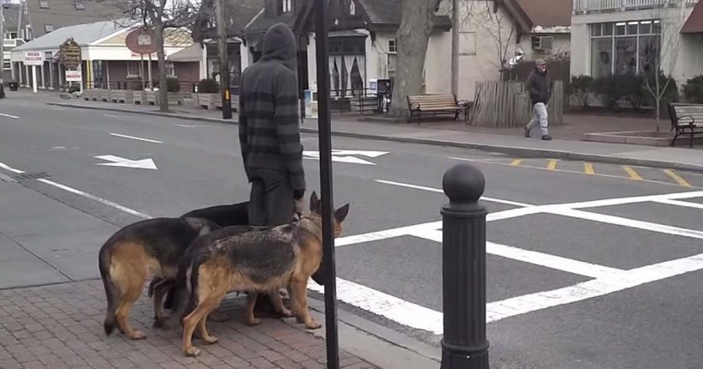 J’ai cru qu’il promenait juste ses chiens, puis un détail unique m’a frappé !
