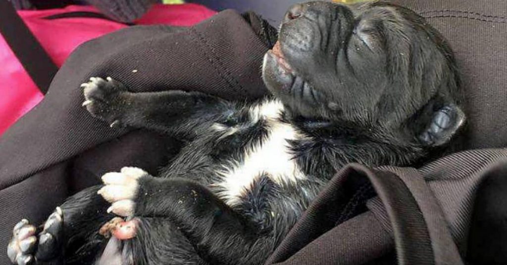 Une ado de 16 ans trouve un chiot abandonné. Lorsqu’elle ouvre le sac plastique à côté de l’animal, elle découvre quelque chose d’encore plus terrible.