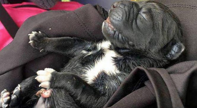 Une ado de 16 ans trouve un chiot abandonné. Lorsqu’elle ouvre le sac plastique à côté de l’animal, elle découvre quelque chose d’encore plus terrible.