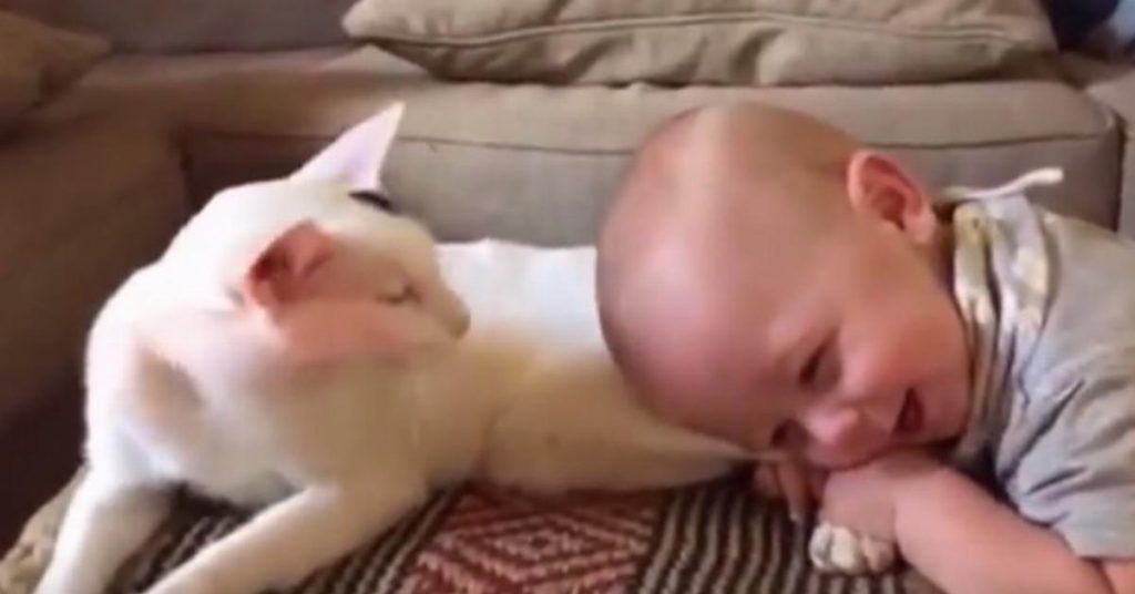 Le petit bébé place sa tête sur l’arrière-train du chat. Ce que la mère capte ensuite crée le buzz sur Internet.
