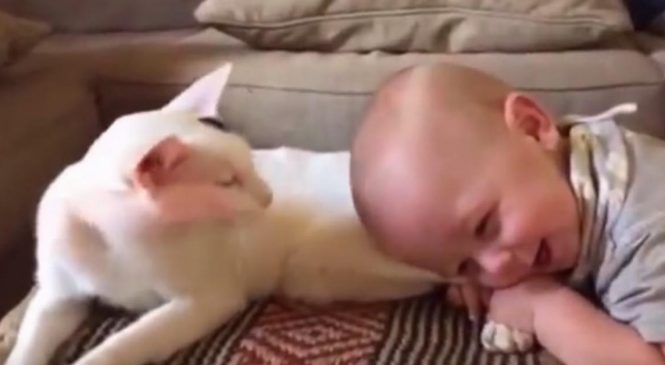 Le petit bébé place sa tête sur l’arrière-train du chat. Ce que la mère capte ensuite crée le buzz sur Internet.
