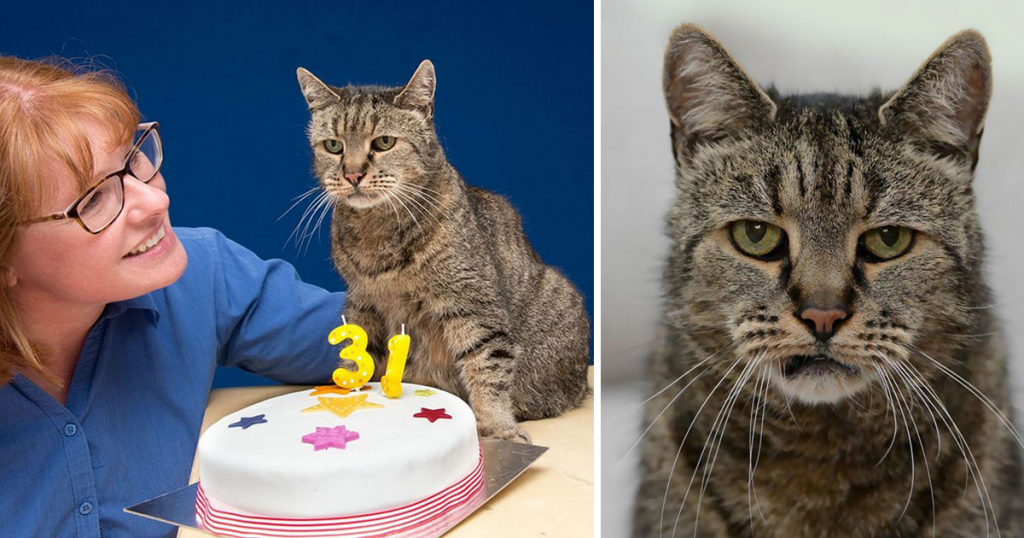 Le chat le plus vieux du monde vient de fêter ses 31 ans