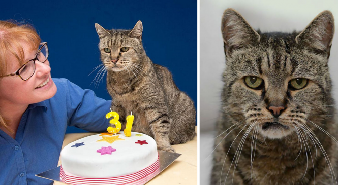 Le chat le plus vieux du monde vient de fêter ses 31 ans