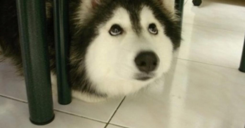 Ce mignon petit husky a l’air normal, jusqu’à ce qu’il ouvre la gueule et “parle”.