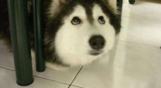 Ce mignon petit husky a l’air normal, jusqu’à ce qu’il ouvre la gueule et “parle”.